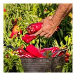 Imgi 20 12 Frascos De Pimiento Najerano En Tiras