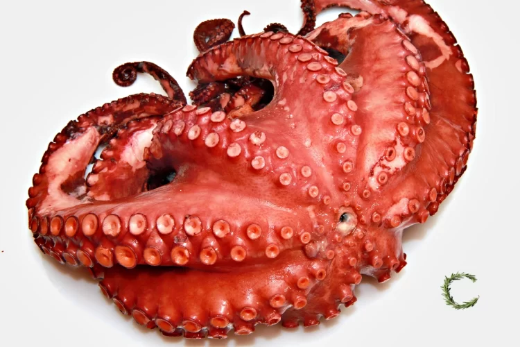 Pulpo Cocido